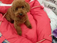 Toy poodle yavrularımız sağlık ve ırk garantili