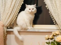 British longhair kedisi