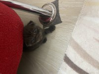Scottish fold kediler
