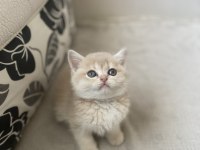 15 Mart Doğumlu golden british shorthair yavrumuz