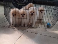 Pomeranian boo 5 adet