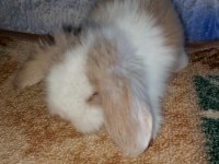 Hollanda Teddy Lop Tavşan Yavrular