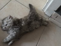 2.5 aylık british longhair yavrularımız