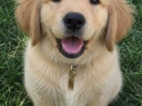 Bebek Gibi Golden Retriever A Kalite