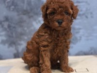 Show Mini Toy Poodle Yavruları