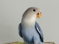 Ele alışkın bebek papağanlar