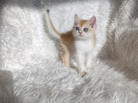 British shorthair golden ny12