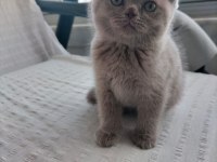 Oyuncu scottish fold