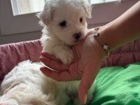Maltese bebekler