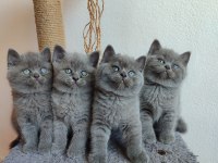 Peluş Gibi British Shorthair Yavrularımız