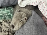 Scottish fold yavru kedimiz