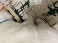 Scottish fold 1.5 yaşında