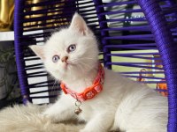 British shorthair blue point