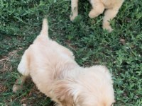 MİNİK GOLDENLARIMIZ SAHİPLERİNİ ARIYOR