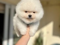 OYUNCAKLAR GİBİ 2 AYICIK POMERANİAN