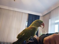 8aylık bebek Alexander papağanı