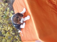Elizabeth beagle cinsi yavrular