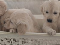Golden retriever yavrularımız