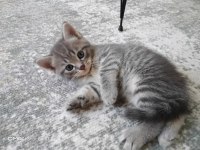 1 Haziran doğumlu british shorthair kediler