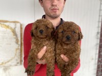 Red Toy Poodle Yavrular