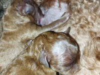 Şecereli Toy Poodle Anneden Yavrular