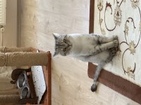 Erkek British Shorthair Kaplan Çizgili Kısır Değil