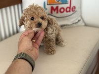 Yasal ruhsatlı çiftlikde ziyarete açık maltipoo