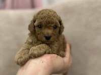 Kore toy poodle