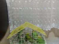 Toplu muhabbet kuşu ucuz 3 erkek ve 2 dişi
