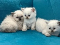 British shorthair yavrular
