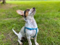 Beyaz pinscher