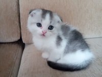 Scottish fold ve British yavrular