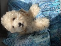 Poodle köpekler biz hazırız