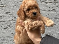 Sevimli ve Safkan Poodle Yavrular