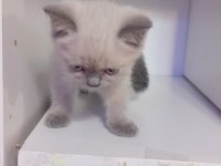 British shorthair yavrular yeni yuvasını arıyor
