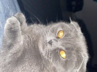 SCOTTİSH FOLD KIZIMIZ DORA