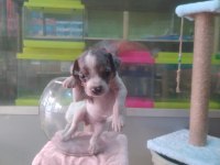 Teslime Hazır Yumurcaklar Chihuahua