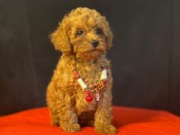 Toy poodle bebekler