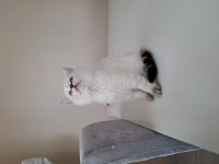 Scottish fold bluepoint