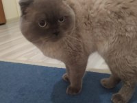 Safkan british shorthair son iki yavrumuz