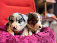 Zekasıyla Şaşırtır Sevgisiyle Isıtır Border Collie
