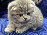 British shorthair ve scottish fold
