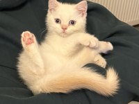 Sevimli british shorthair