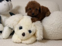 Toy Poodle Mini Bebeklerimiz