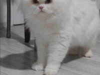 British Longhair Kedisi