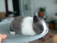 Cüce Tavşan (nedherland dwarf)