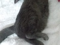 British Longhair