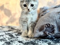 Yavru scottish fold yavrumuz