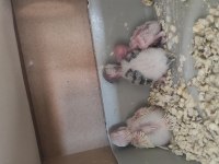 Yavrulu yumurtalı muhabbet kuşlar