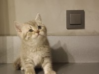 Sağlıklı british shorthair biblo bebek
